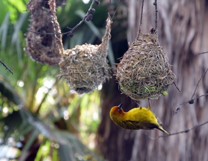 Mengenal Burung Manyar: Klasifikasi Perawatan Jenis Jenis dan Harganya Terbaru terbaru