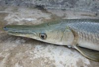 20 Fakta Ikan Aligator yang Harus Anda Ketahui terbaru