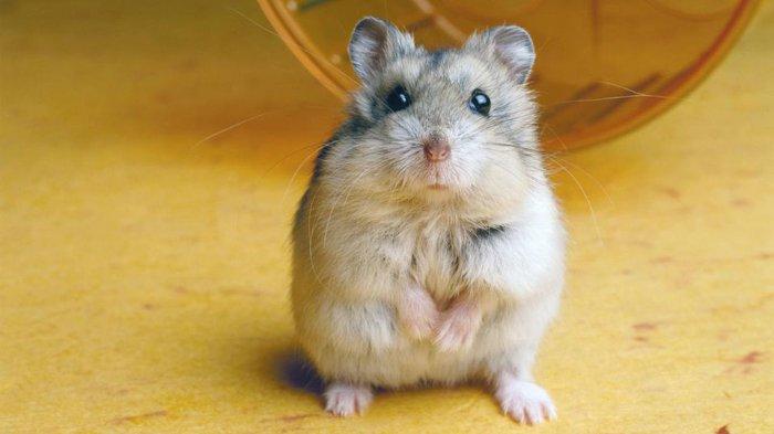 Pentingnya Mengetahui Ciri-Ciri Hamster Yang Sehat dan Bahagia Sebagai Pemilik Hewan Peliharaan terbaru