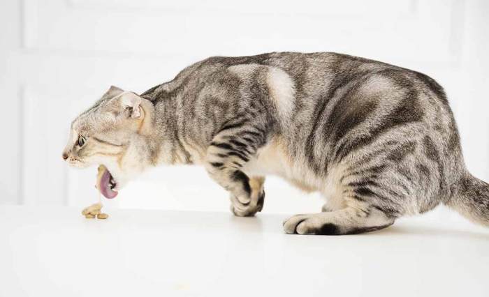 19 Gejala dan Ciri-ciri Kucing Cacingan Paling Akurat