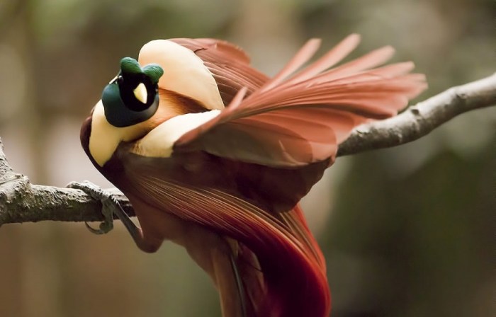 Rekomendasi Jenis-Jenis Burung Cantik dan Menggemaskan yang Cocok Untuk Dijadikan Hewan Peliharaan terbaru