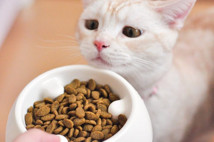 Cara Mengatasi Kucing Tidak Mau Makan dan Mencret terbaru